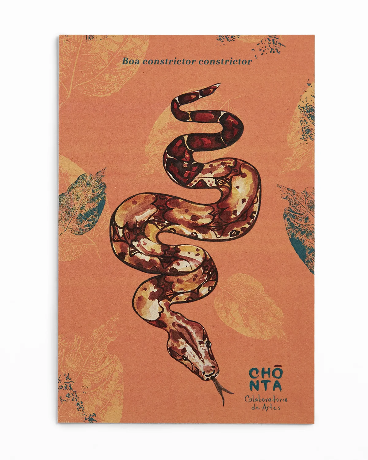 Postal Boa ilustración Chonta